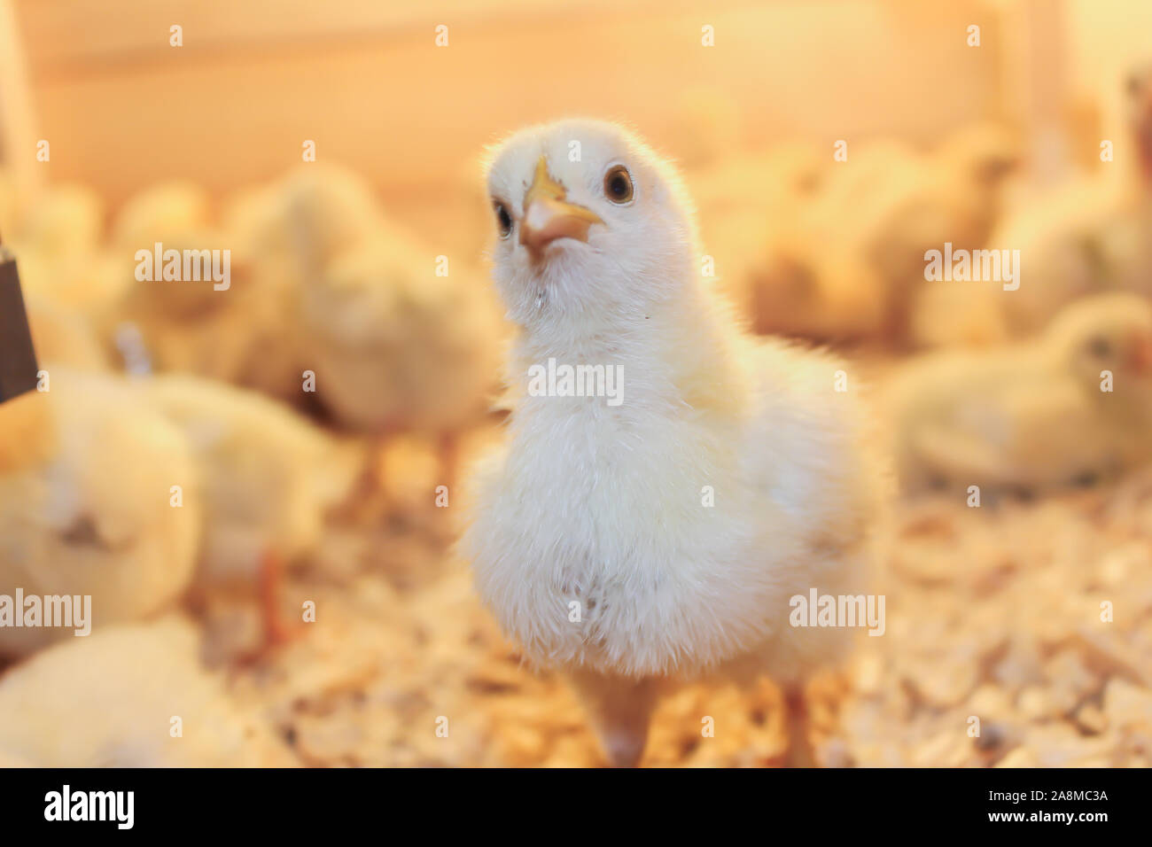 Poussin Poulet de Bresse Gauloise, 1 jour, à 2 semaines, Bresse Küken, à Janja, Bosnie Banque D'Images Poussin Poulet de Bresse Gauloise, 1 jour, à 2 semaines, Bresse Küken, à Janja, Bosnie Banque D'Images