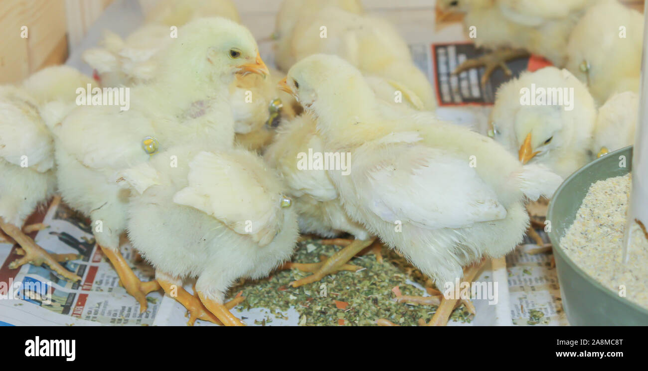Poussin Poulet de Bresse Gauloise, 1 jour, à 2 semaines, Bresse Küken, à Janja, Bosnie Banque D'Images Poussin Poulet de Bresse Gauloise, 1 jour, à 2 semaines, Bresse Küken, à Janja, Bosnie Banque D'Images