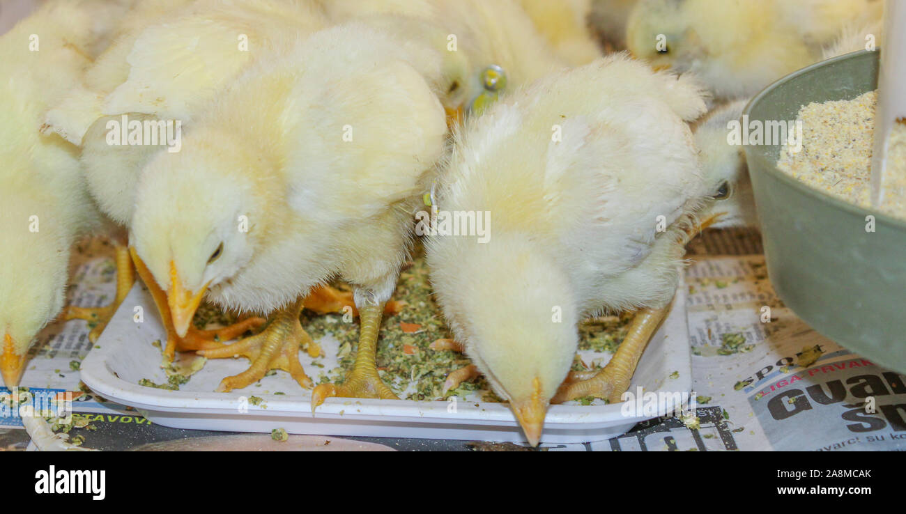 Poussin Poulet de Bresse Gauloise, 1 jour, à 2 semaines, Bresse Küken, à Janja, Bosnie Banque D'Images Poussin Poulet de Bresse Gauloise, 1 jour, à 2 semaines, Bresse Küken, à Janja, Bosnie Banque D'Images