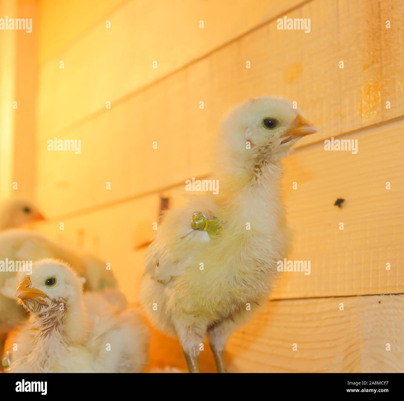 Poussin Poulet de Bresse Gauloise, 1 jour, à 2 semaines, Bresse Küken, à Janja, Bosnie Banque D'Images Poussin Poulet de Bresse Gauloise, 1 jour, à 2 semaines, Bresse Küken, à Janja, Bosnie Banque D'Images