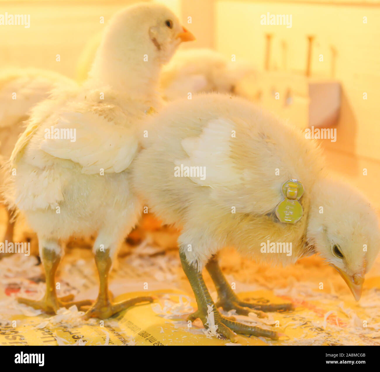 Poussin Poulet de Bresse Gauloise, 1 jour, à 2 semaines, Bresse Küken, à Janja, Bosnie Banque D'Images Poussin Poulet de Bresse Gauloise, 1 jour, à 2 semaines, Bresse Küken, à Janja, Bosnie Banque D'Images
