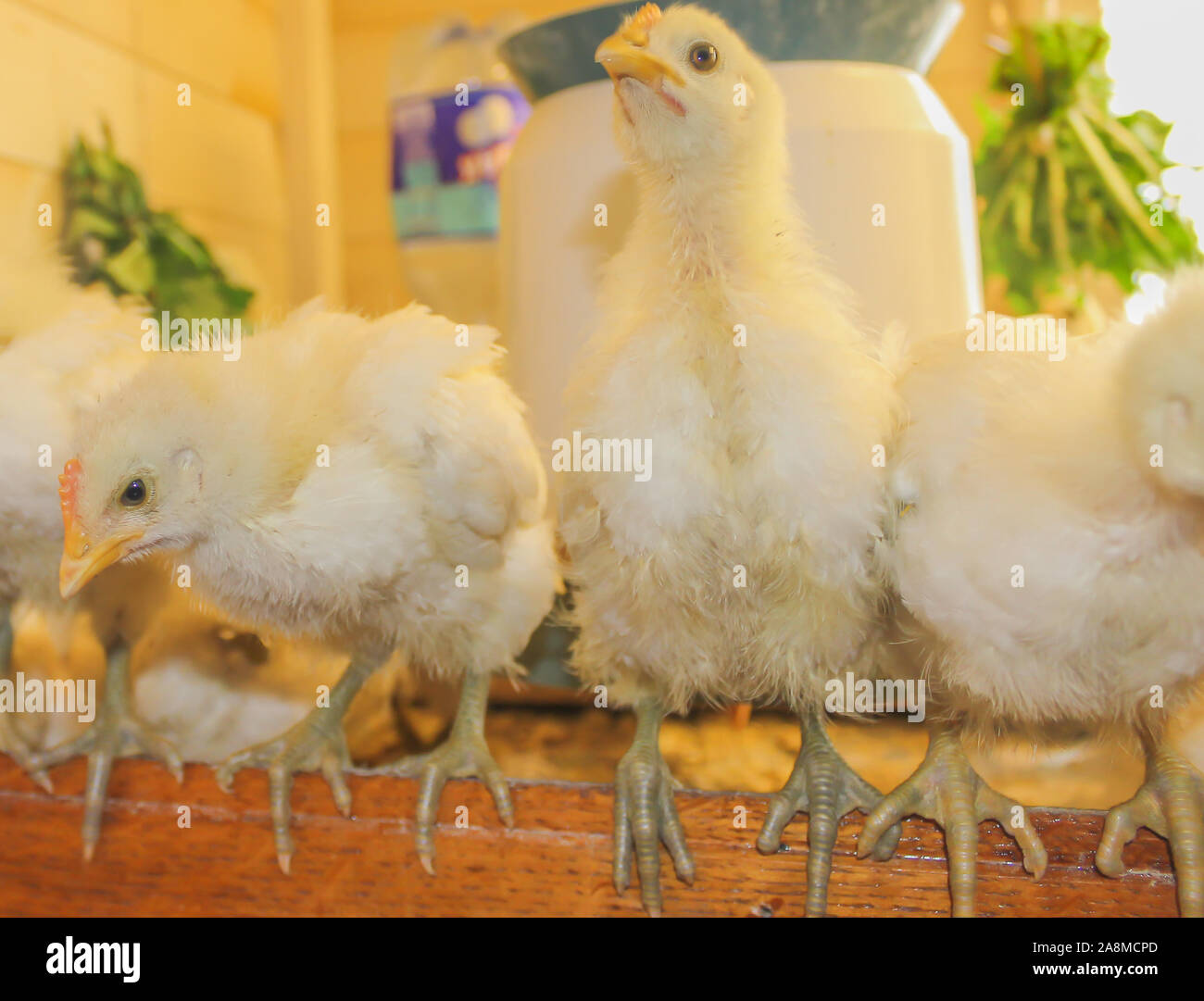 Poussin Poulet de Bresse Gauloise, 1 jour, à 2 semaines, Bresse Küken, à Janja, Bosnie Banque D'Images Poussin Poulet de Bresse Gauloise, 1 jour, à 2 semaines, Bresse Küken, à Janja, Bosnie Banque D'Images