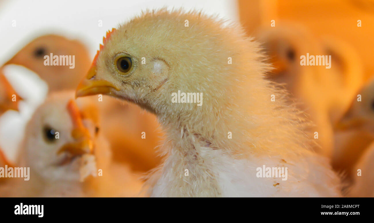 Poussin Poulet de Bresse Gauloise, 1 jour, à 2 semaines, Bresse Küken, à Janja, Bosnie Banque D'Images Poussin Poulet de Bresse Gauloise, 1 jour, à 2 semaines, Bresse Küken, à Janja, Bosnie Banque D'Images