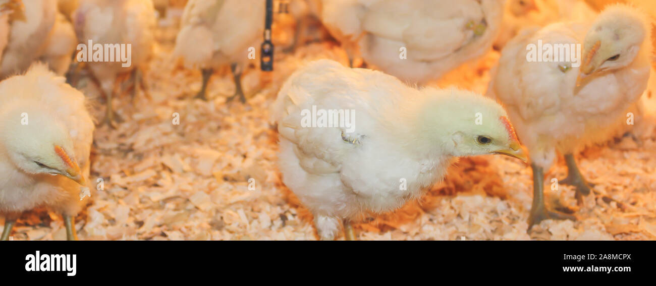Poussin Poulet de Bresse Gauloise, 1 jour, à 2 semaines, Bresse Küken, à Janja, Bosnie Banque D'Images Poussin Poulet de Bresse Gauloise, 1 jour, à 2 semaines, Bresse Küken, à Janja, Bosnie Banque D'Images