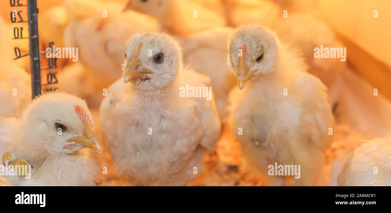 Poussin Poulet de Bresse Gauloise, 1 jour, à 2 semaines, Bresse Küken, à Janja, Bosnie Banque D'Images Poussin Poulet de Bresse Gauloise, 1 jour, à 2 semaines, Bresse Küken, à Janja, Bosnie Banque D'Images