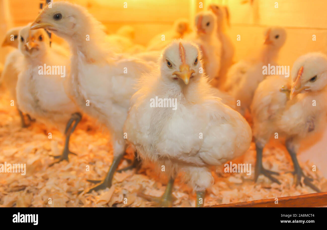 Poussin Poulet de Bresse Gauloise, 1 jour, à 2 semaines, Bresse Küken, à Janja, Bosnie Banque D'Images Poussin Poulet de Bresse Gauloise, 1 jour, à 2 semaines, Bresse Küken, à Janja, Bosnie Banque D'Images