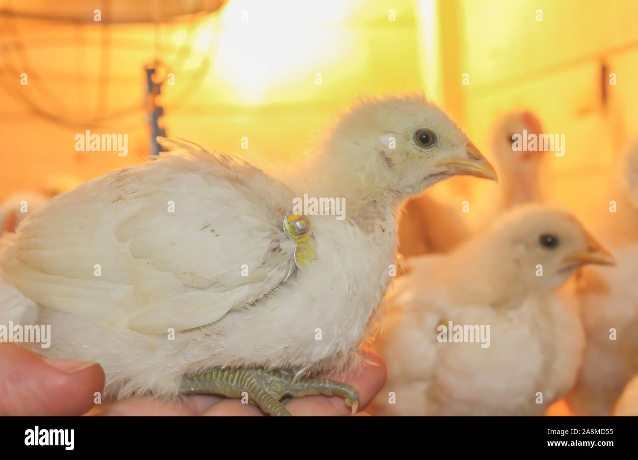Poussin Poulet de Bresse Gauloise, 1 jour, à 2 semaines, Bresse Küken, à Janja, Bosnie Banque D'Images Poussin Poulet de Bresse Gauloise, 1 jour, à 2 semaines, Bresse Küken, à Janja, Bosnie Banque D'Images