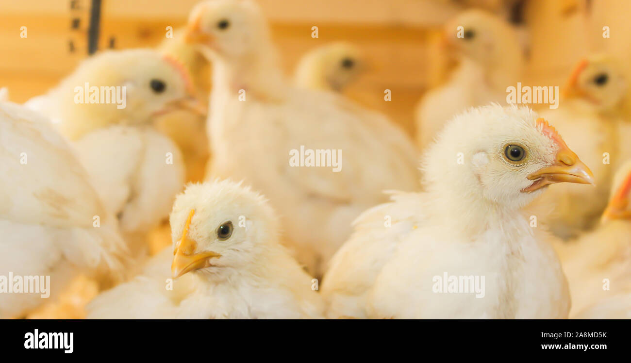 Poussin Poulet de Bresse Gauloise, 1 jour, à 2 semaines, Bresse Küken, à Janja, Bosnie Banque D'Images Poussin Poulet de Bresse Gauloise, 1 jour, à 2 semaines, Bresse Küken, à Janja, Bosnie Banque D'Images