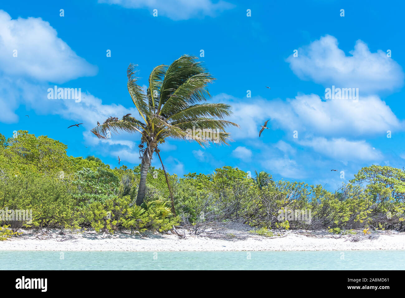 Lagon tropical, en Polynésie française, avec noix de coco et oiseaux exotiques volant Banque D'Images