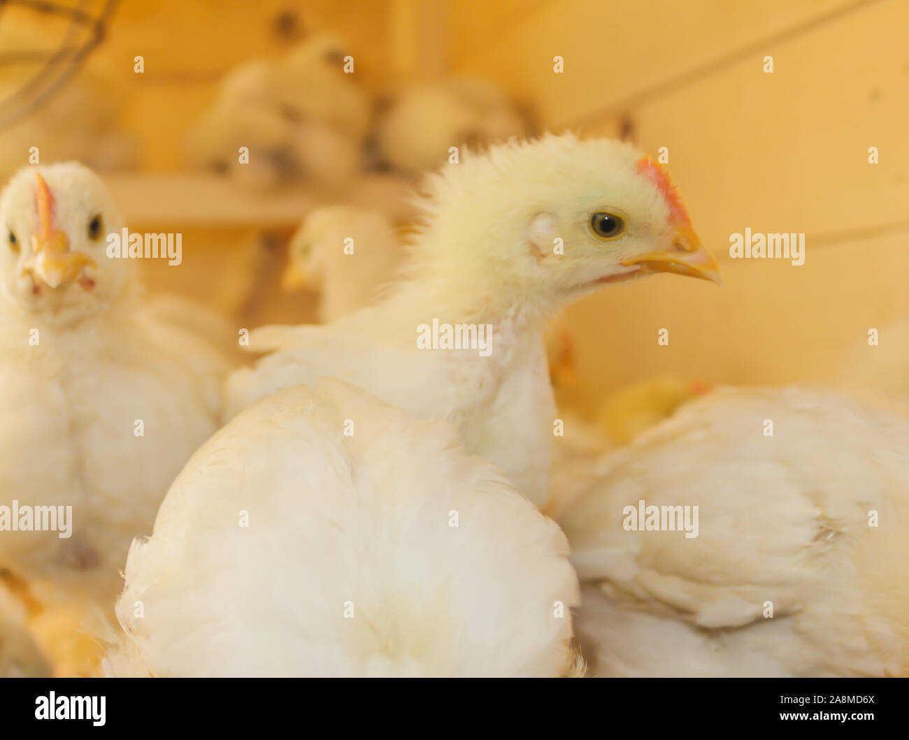 Poussin Poulet de Bresse Gauloise, 1 jour, à 2 semaines, Bresse Küken, à Janja, Bosnie Banque D'Images Poussin Poulet de Bresse Gauloise, 1 jour, à 2 semaines, Bresse Küken, à Janja, Bosnie Banque D'Images