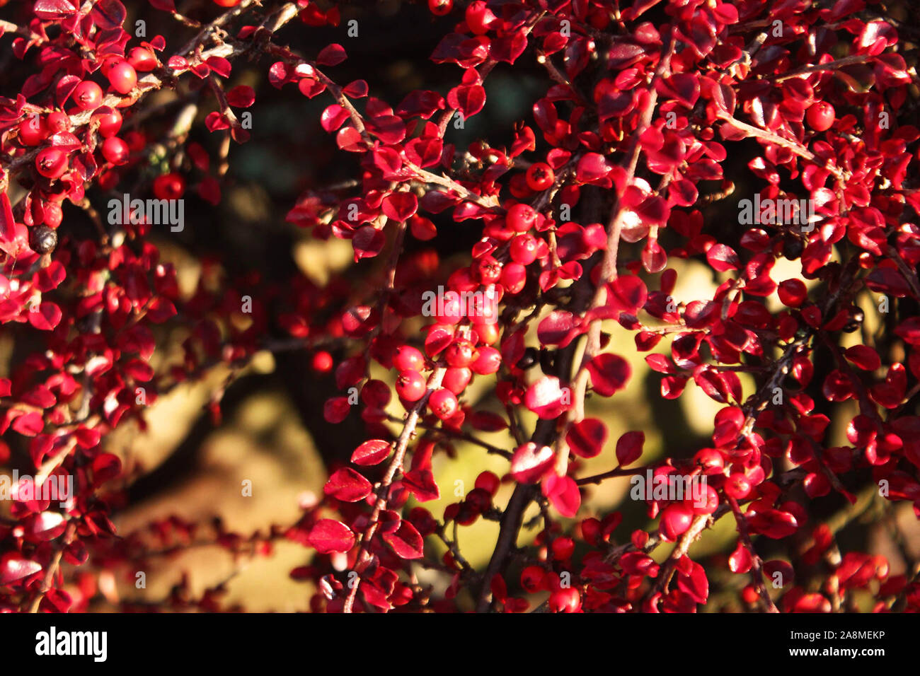 Une petite feuille rouge et berry bush sur un matin d'automne Banque D'Images