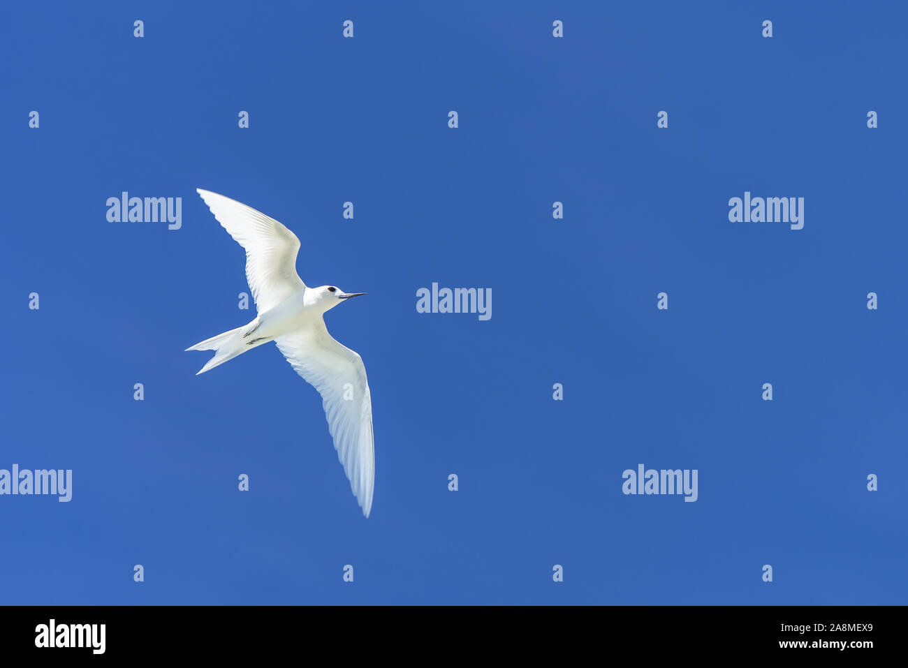 Blanc, magnifique oiseau blanc volant dans le ciel bleu, symbole de paix Banque D'Images