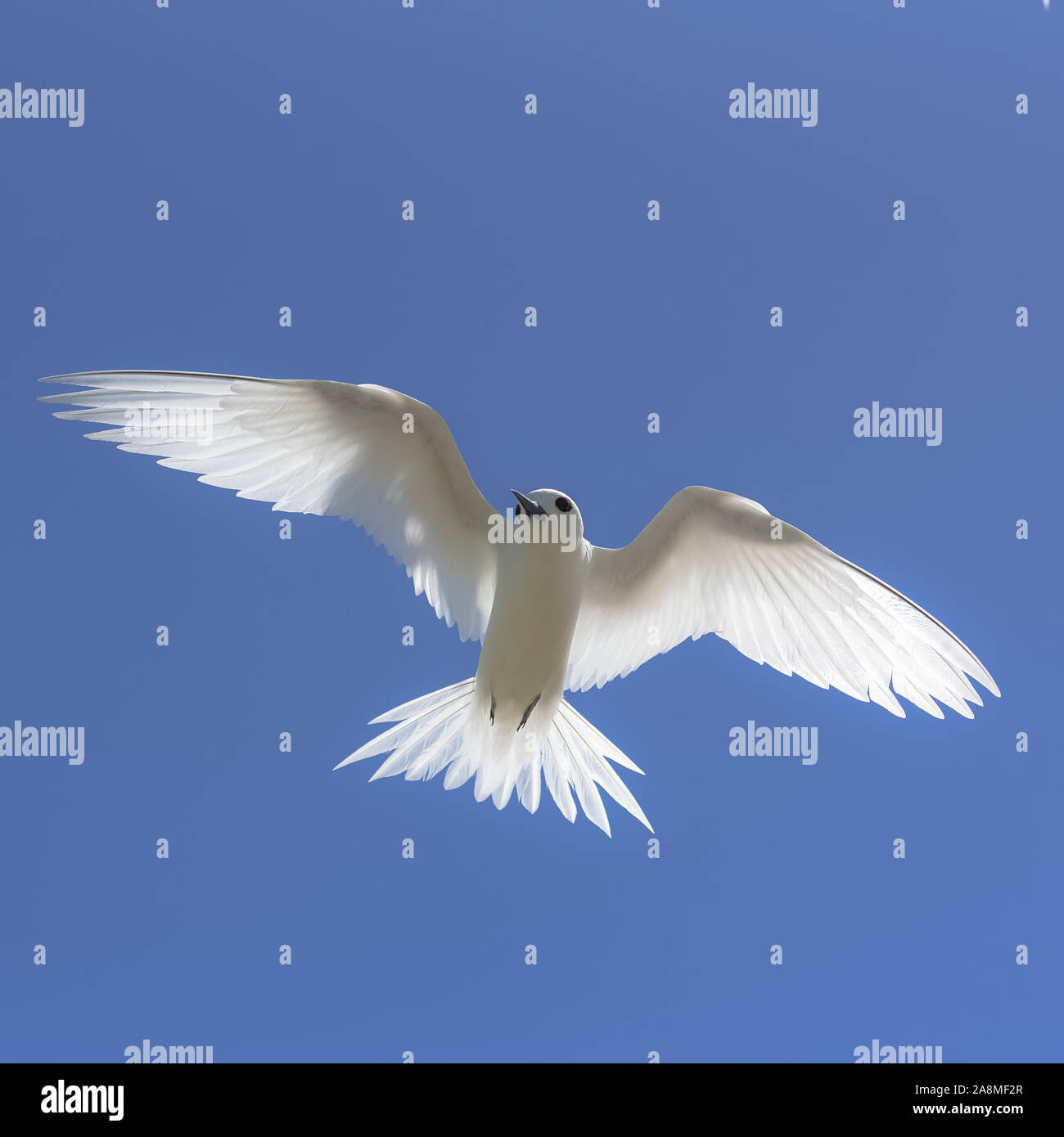 Blanc, magnifique oiseau blanc volant dans le ciel bleu, symbole de paix Banque D'Images