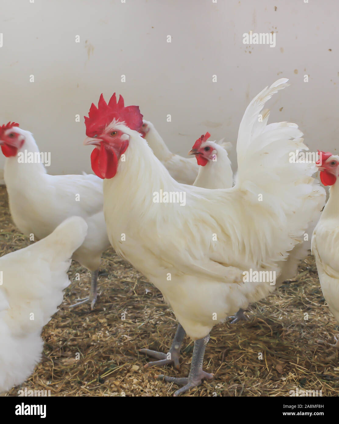 Bresse Gauloise Poulet, coq, Huhn, Hahn, 16 semaines, à Janja Bosnie Banque D'Images Bresse Gauloise Poulet, coq, Huhn, Hahn, 16 semaines, à Janja Bosnie Banque D'Images