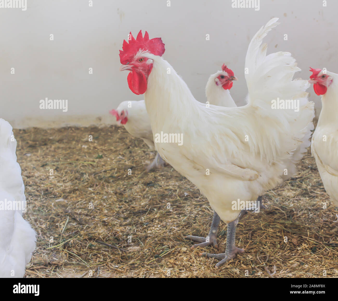 Bresse Gauloise Poulet, coq, Huhn, Hahn, 16 semaines, à Janja Bosnie Banque D'Images Bresse Gauloise Poulet, coq, Huhn, Hahn, 16 semaines, à Janja Bosnie Banque D'Images