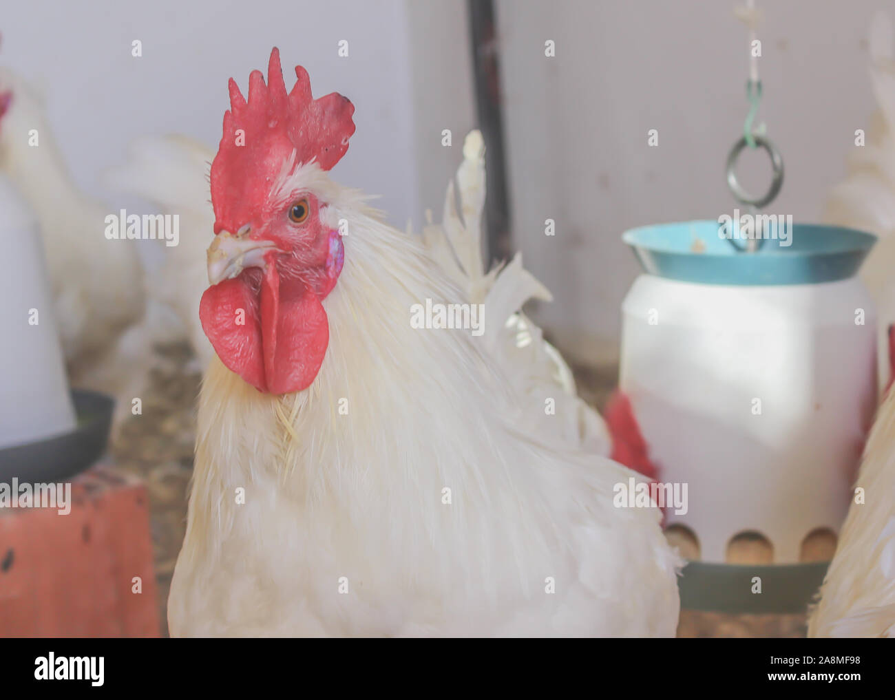 Bresse Gauloise Poulet, coq, Huhn, Hahn, 16 semaines, à Janja Bosnie Banque D'Images Bresse Gauloise Poulet, coq, Huhn, Hahn, 16 semaines, à Janja Bosnie Banque D'Images