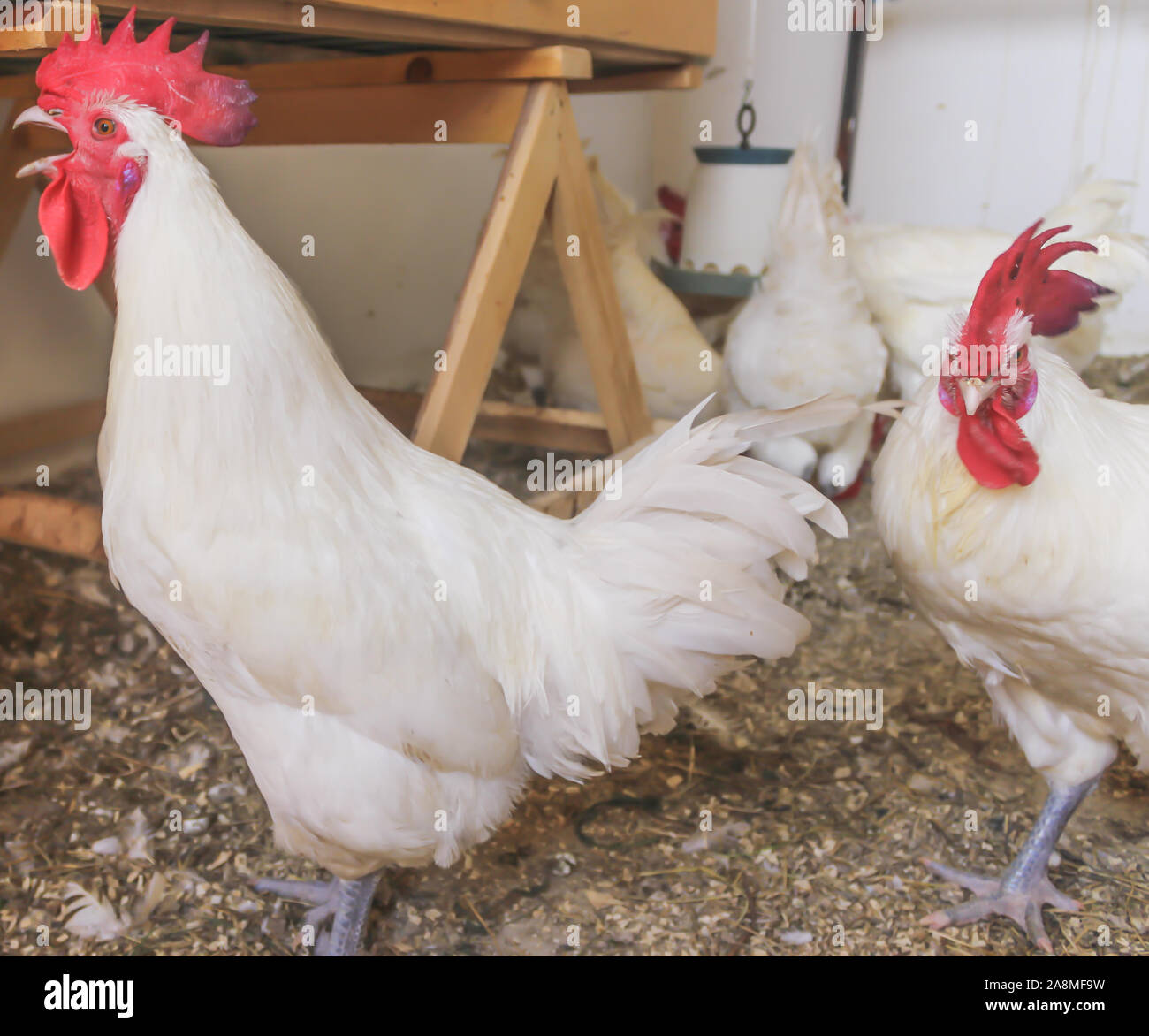 Bresse Gauloise Poulet, coq, Huhn, Hahn, 16 semaines, à Janja Bosnie Banque D'Images Bresse Gauloise Poulet, coq, Huhn, Hahn, 16 semaines, à Janja Bosnie Banque D'Images