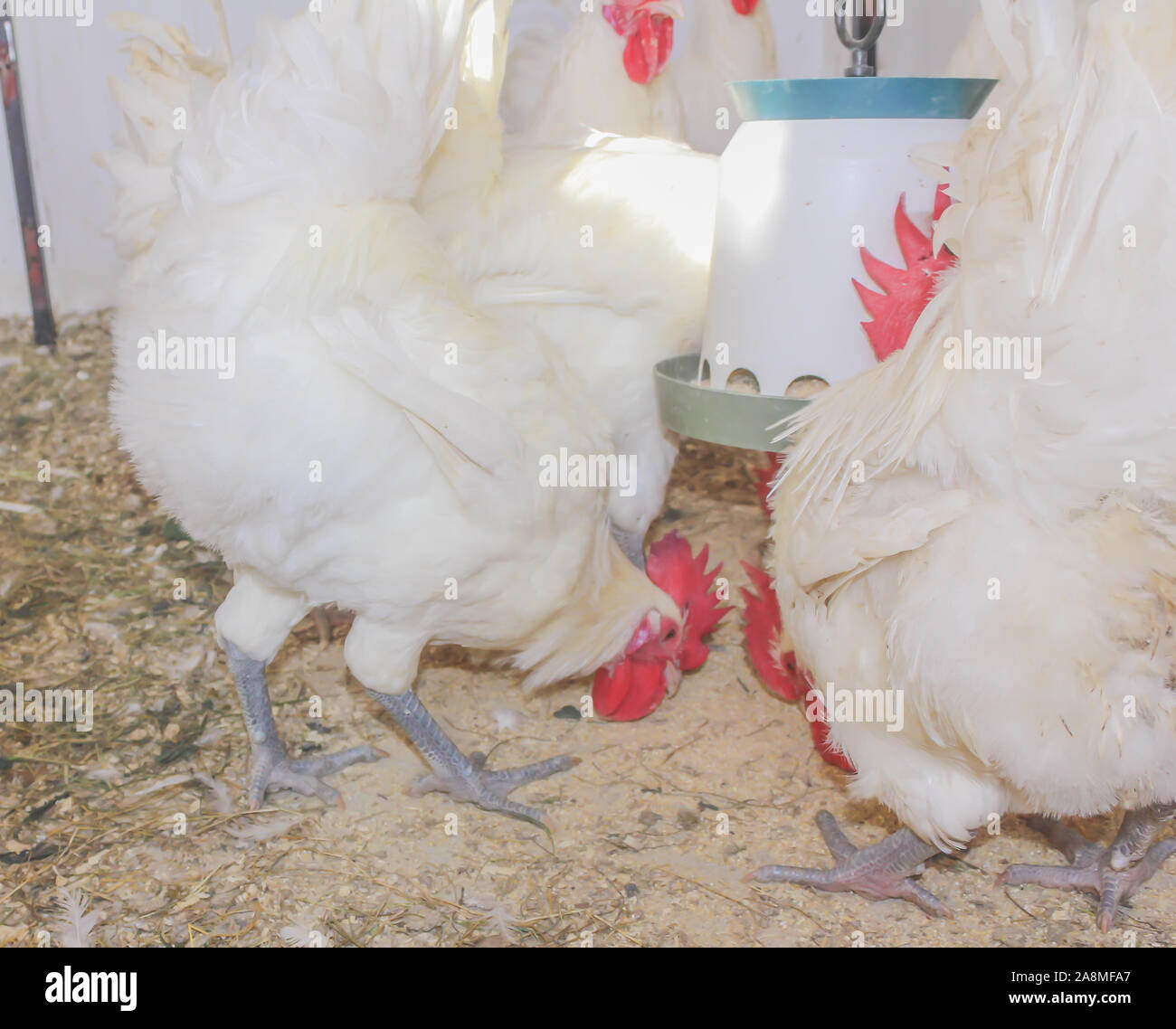 Bresse Gauloise Poulet, coq, Huhn, Hahn, 16 semaines, à Janja Bosnie Banque D'Images Bresse Gauloise Poulet, coq, Huhn, Hahn, 16 semaines, à Janja Bosnie Banque D'Images