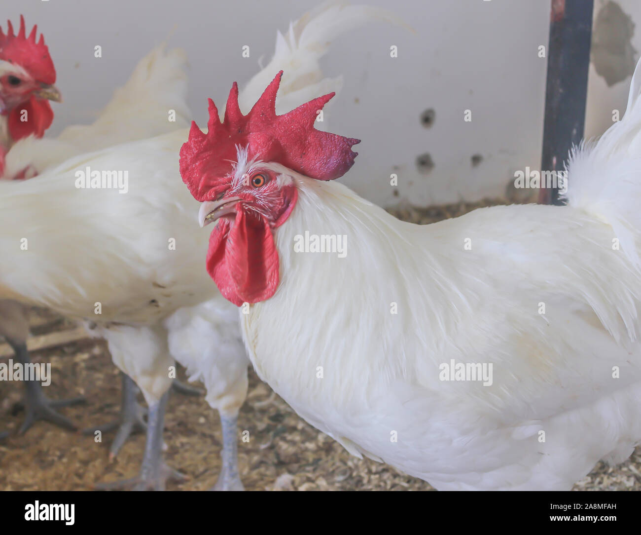 Bresse Gauloise Poulet, coq, Huhn, Hahn, 16 semaines, à Janja Bosnie Banque D'Images