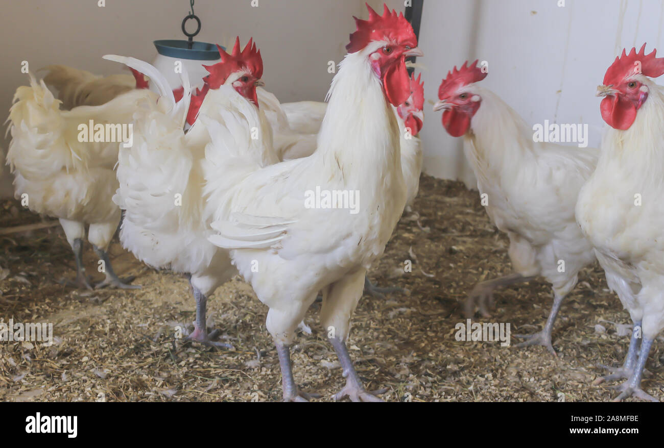 Bresse Gauloise Poulet, coq, Huhn, Hahn, 16 semaines, à Janja Bosnie Banque D'Images Bresse Gauloise Poulet, coq, Huhn, Hahn, 16 semaines, à Janja Bosnie Banque D'Images