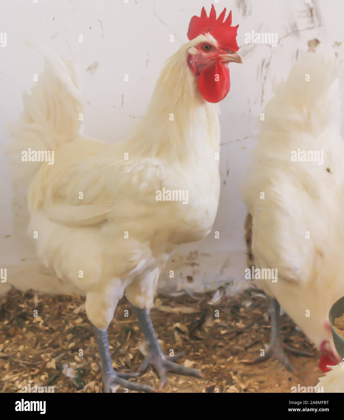 Bresse Gauloise Poulet, coq, Huhn, Hahn, 16 semaines, à Janja Bosnie Banque D'Images Bresse Gauloise Poulet, coq, Huhn, Hahn, 16 semaines, à Janja Bosnie Banque D'Images