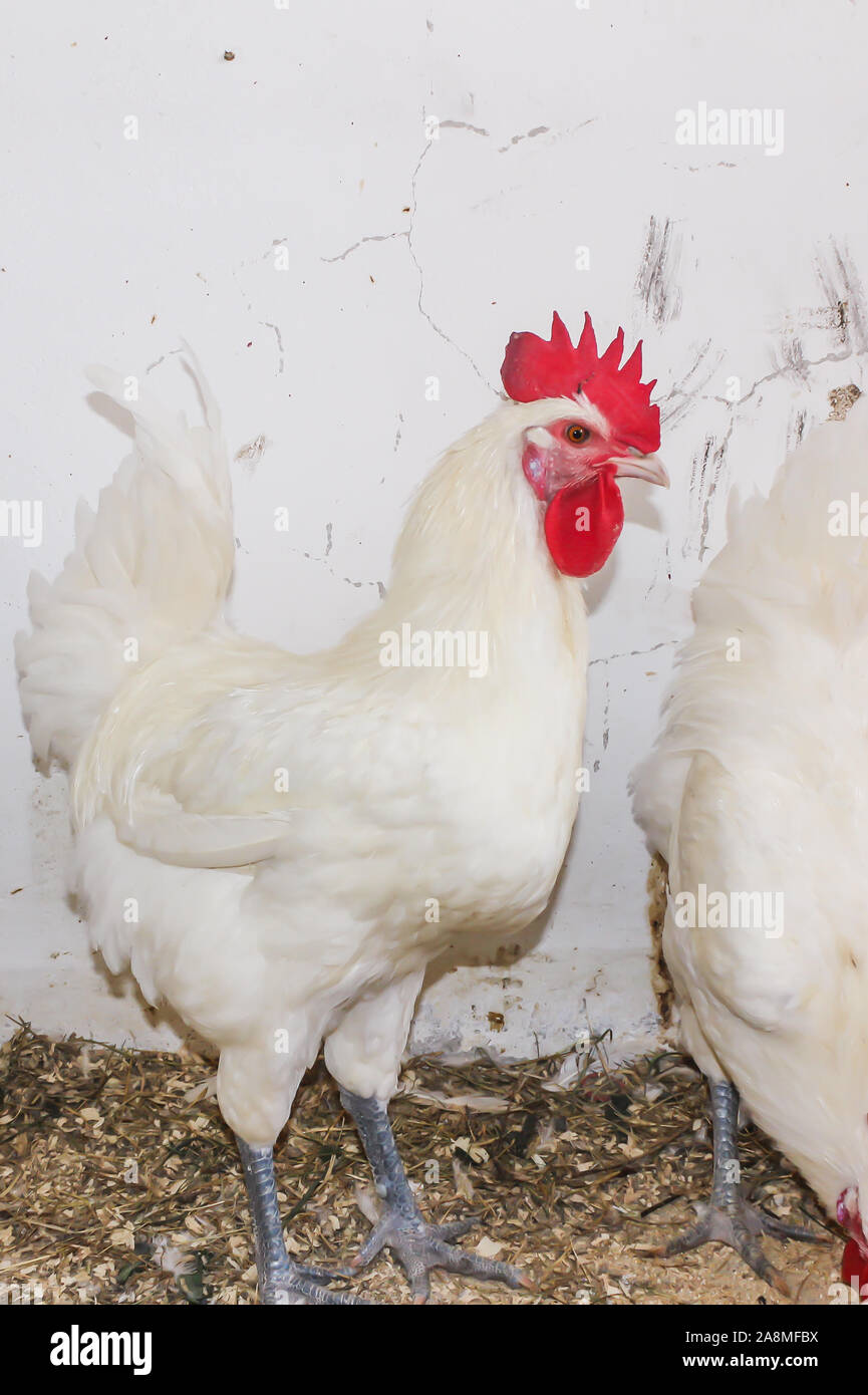 Bresse Gauloise Poulet, coq, Huhn, Hahn, 16 semaines, à Janja Bosnie Banque D'Images