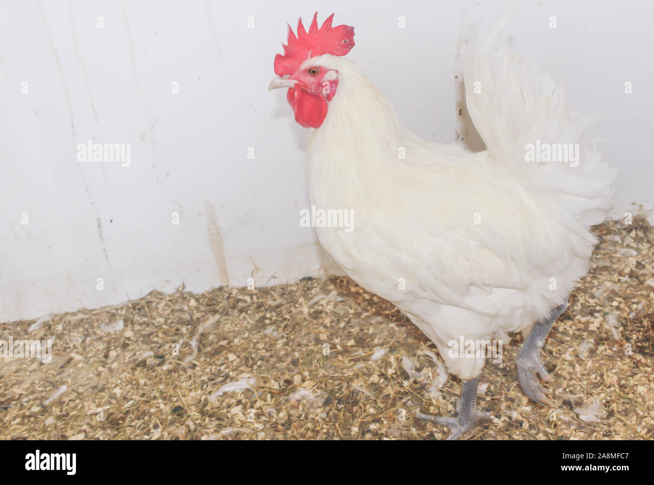 Bresse Gauloise Poulet, coq, Huhn, Hahn, 16 semaines, à Janja Bosnie Banque D'Images