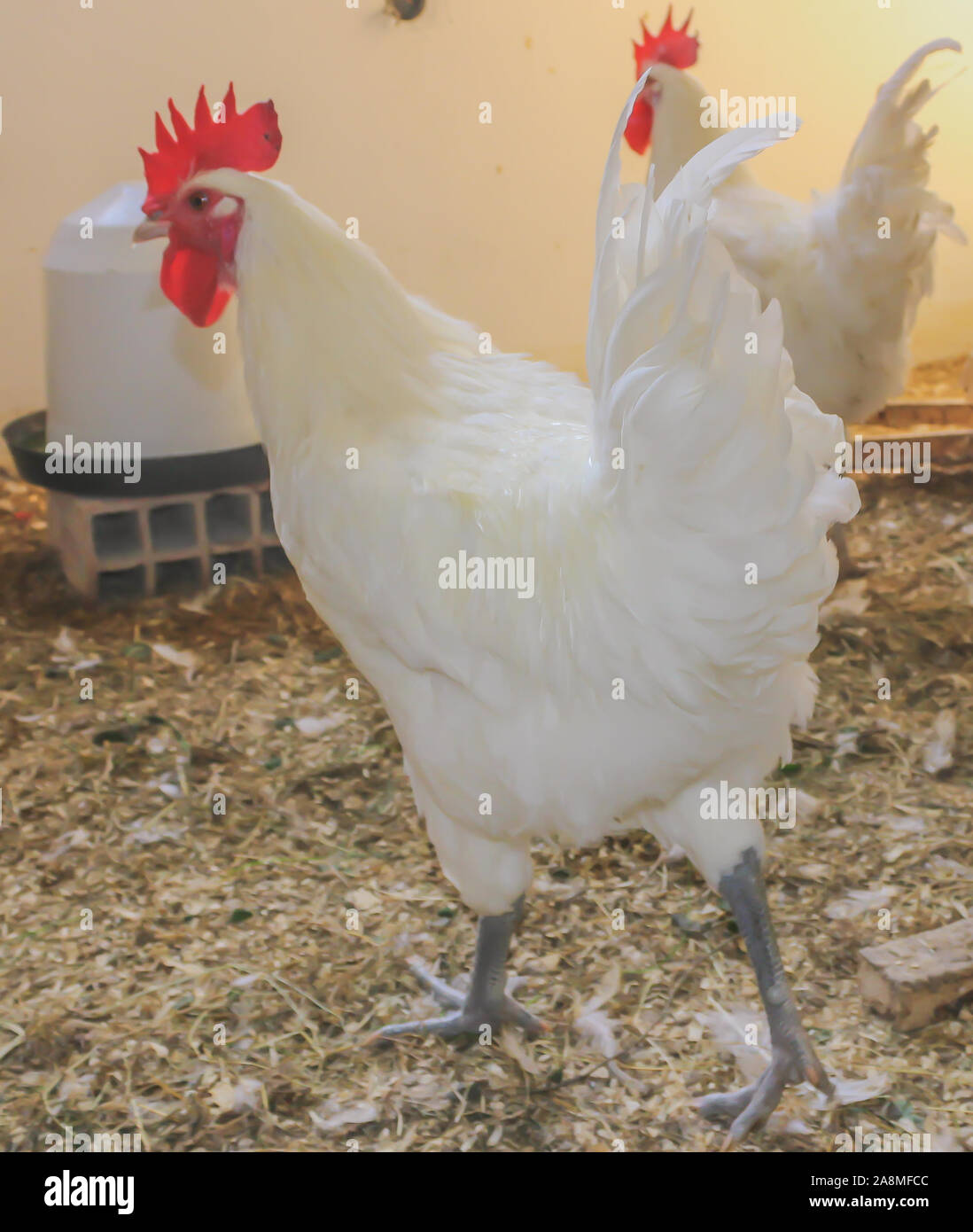 Bresse Gauloise Poulet, coq, Huhn, Hahn, 16 semaines, à Janja Bosnie Banque D'Images Bresse Gauloise Poulet, coq, Huhn, Hahn, 16 semaines, à Janja Bosnie Banque D'Images