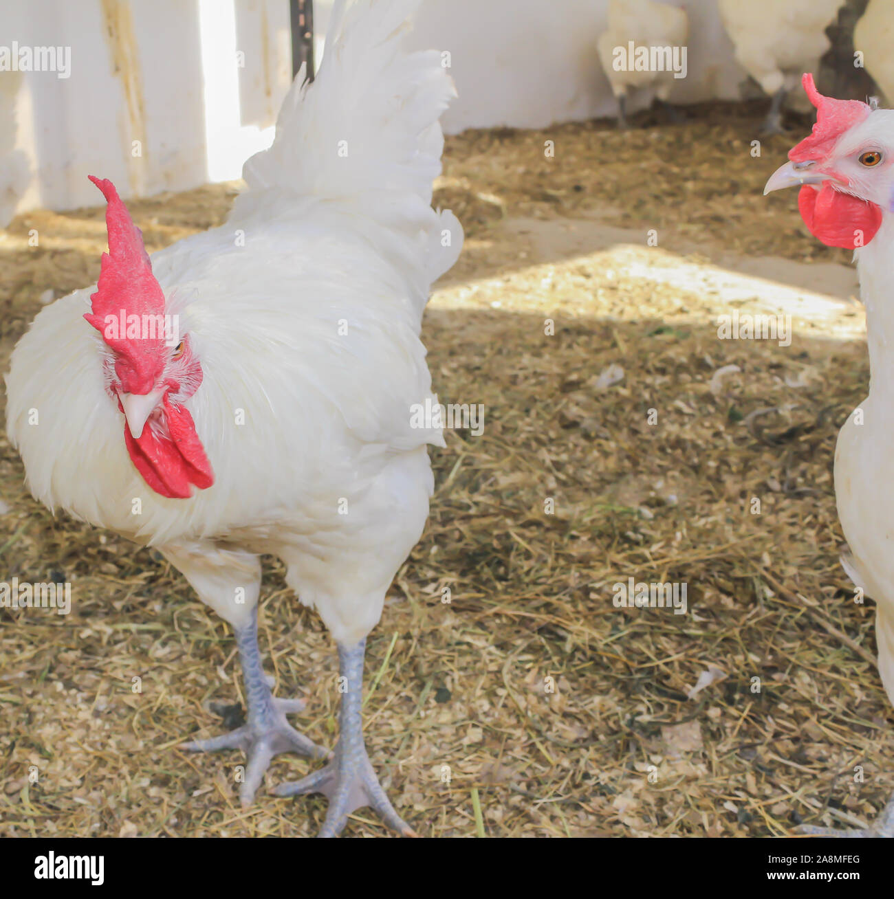 Bresse Gauloise Poulet, coq, Huhn, Hahn, 16 semaines, à Janja Bosnie Banque D'Images Bresse Gauloise Poulet, coq, Huhn, Hahn, 16 semaines, à Janja Bosnie Banque D'Images