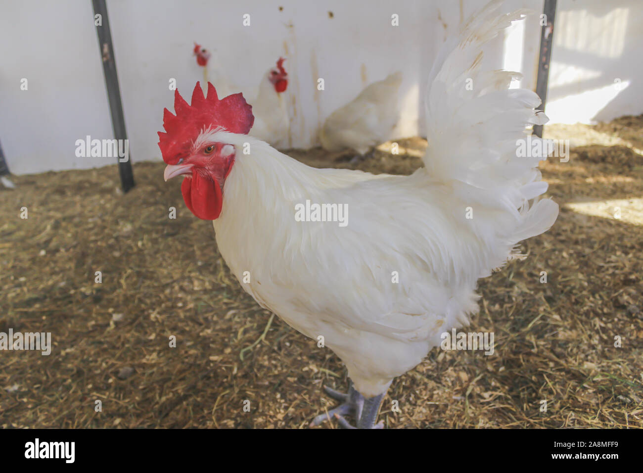 Bresse Gauloise Poulet, coq, Huhn, Hahn, 16 semaines, à Janja Bosnie Banque D'Images Bresse Gauloise Poulet, coq, Huhn, Hahn, 16 semaines, à Janja Bosnie Banque D'Images