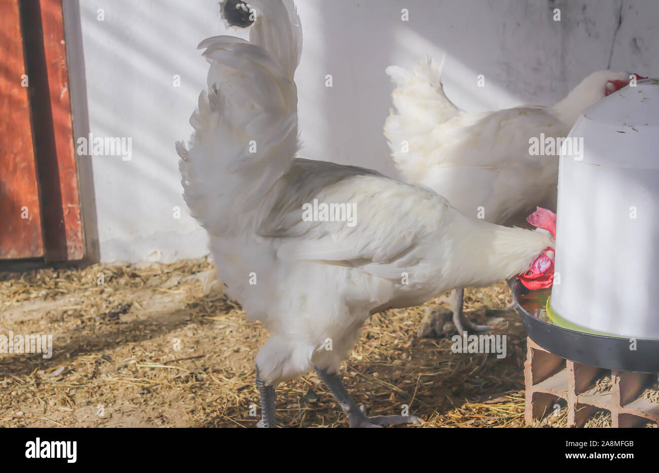 Bresse Gauloise Poulet, coq, Huhn, Hahn, 16 semaines, à Janja Bosnie Banque D'Images