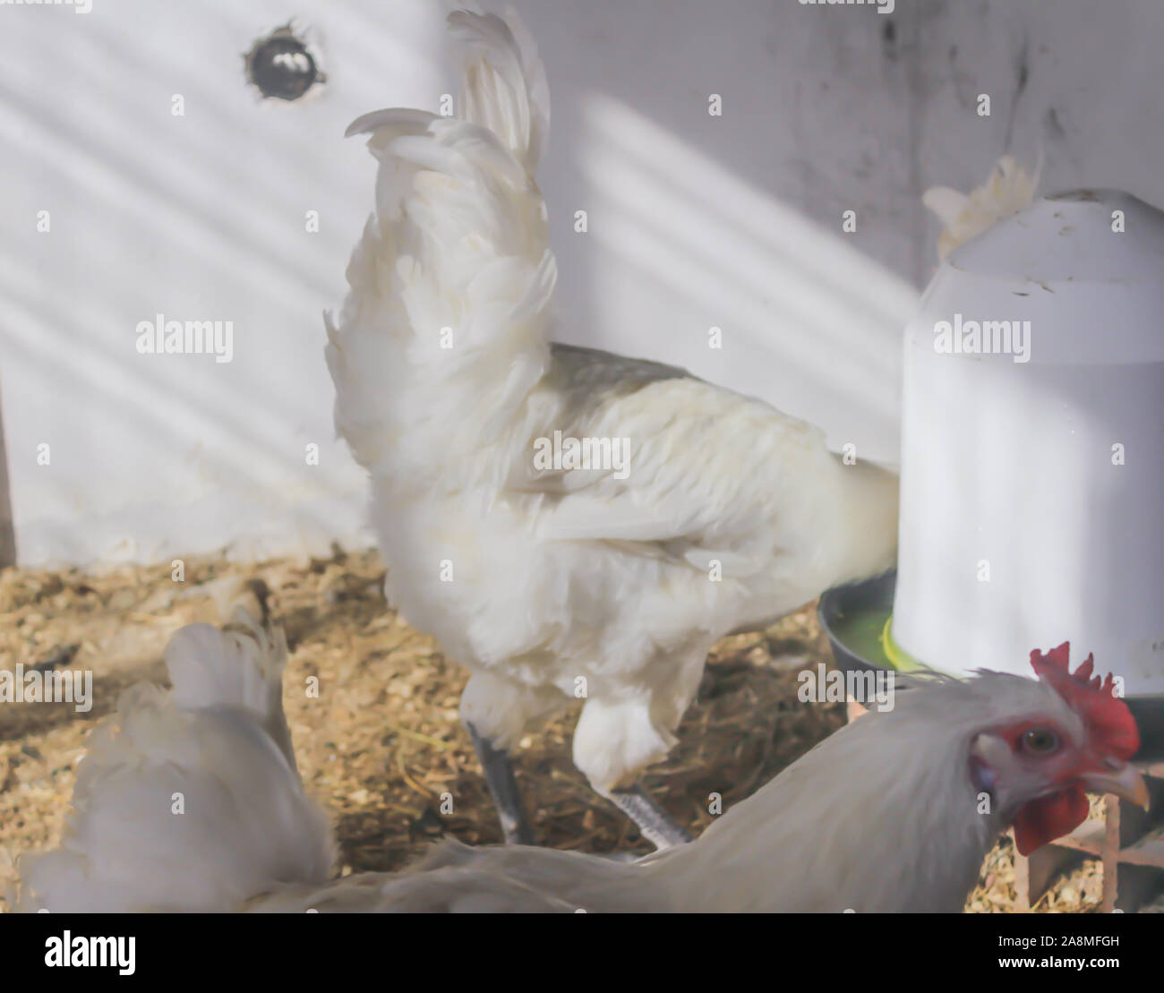 Bresse Gauloise Poulet, coq, Huhn, Hahn, 16 semaines, à Janja Bosnie Banque D'Images Bresse Gauloise Poulet, coq, Huhn, Hahn, 16 semaines, à Janja Bosnie Banque D'Images