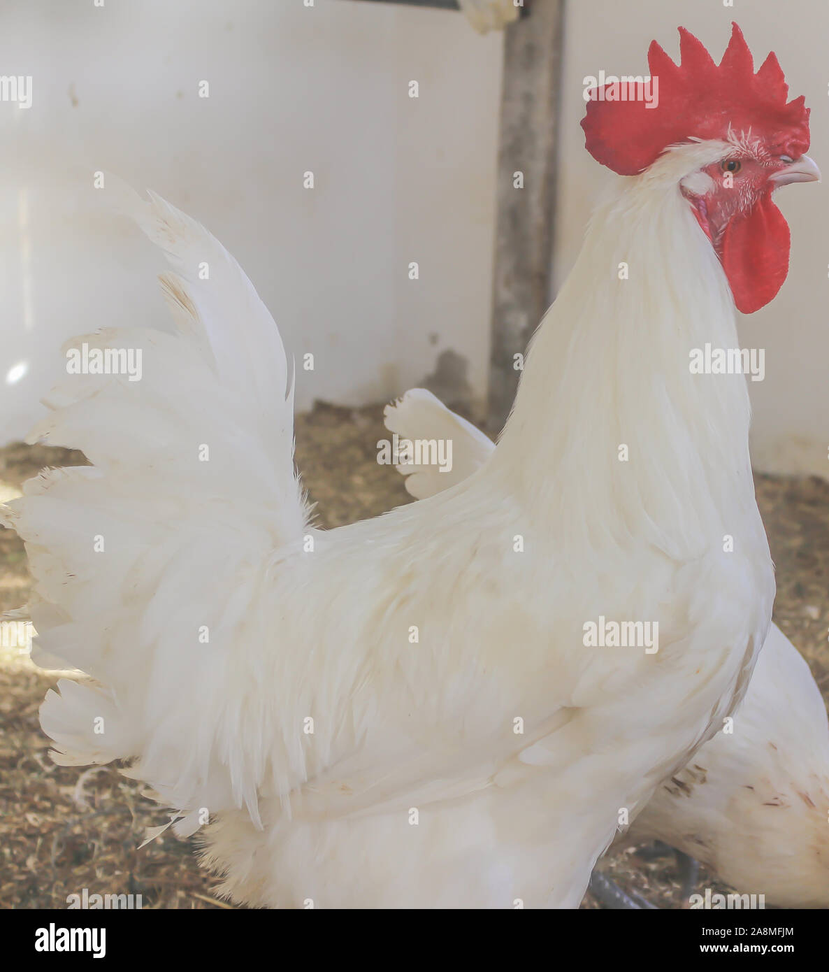 Bresse Gauloise Poulet, coq, Huhn, Hahn, 16 semaines, à Janja Bosnie Banque D'Images Bresse Gauloise Poulet, coq, Huhn, Hahn, 16 semaines, à Janja Bosnie Banque D'Images