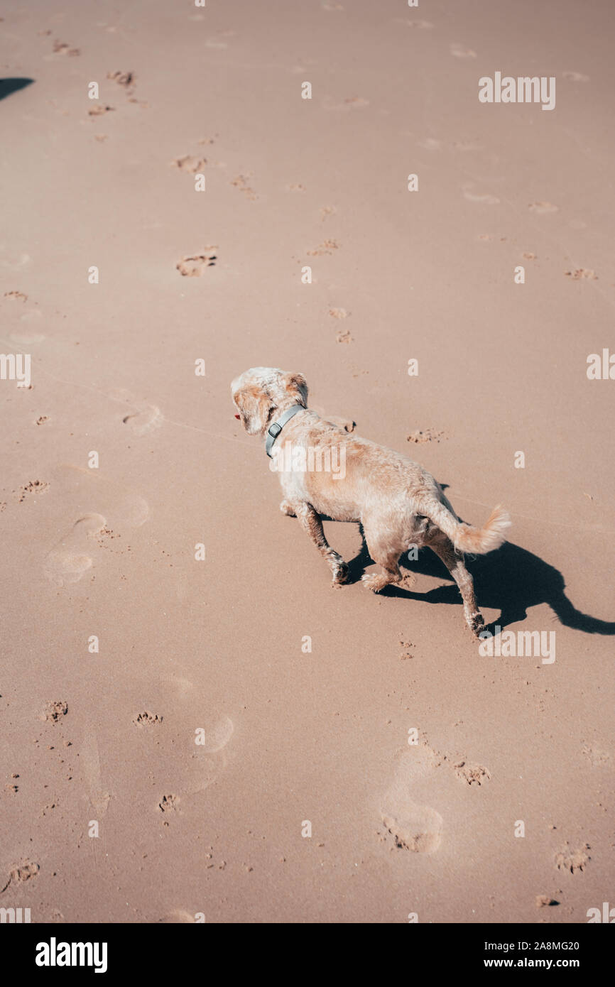 Cavoodle en marche le long d'une plage de sable fin en été vivant de son mieux la vie. Banque D'Images