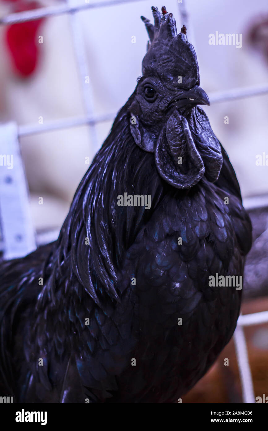 Ayam Cemani, Poulet, coq, Hahn, à Janja Bosnie Banque D'Images Ayam Cemani, Poulet, coq, Hahn, à Janja Bosnie Banque D'Images