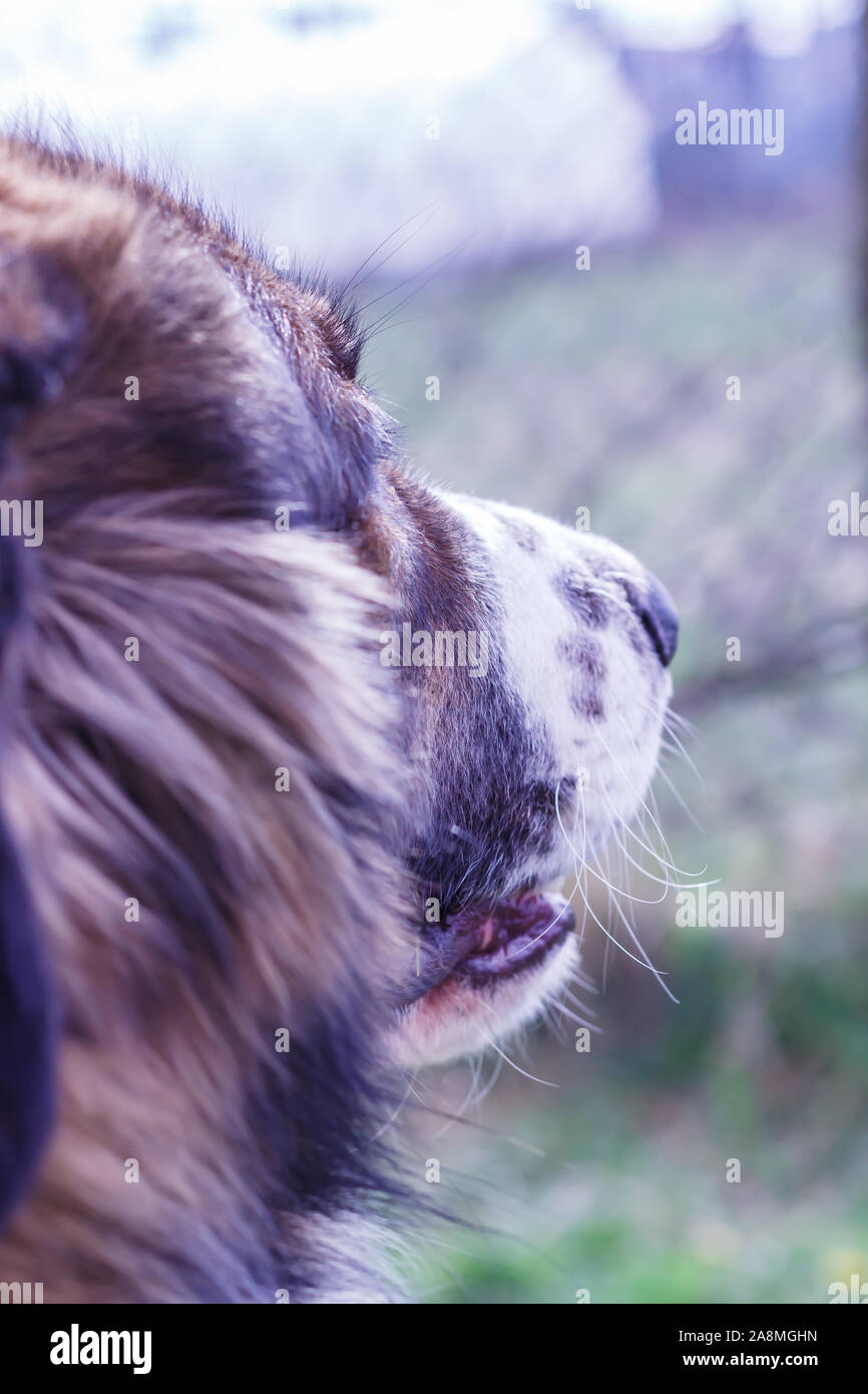 Gardien de bétail, chien de Montagne Tornjak Vlasic, chien de garde des troupeaux de montagne Vlasic, Tornjak de Bosnie, LGD en Bosnie Banque D'Images Gardien de bétail, chien de Montagne Tornjak Vlasic, chien de garde des troupeaux de montagne Vlasic, Tornjak de Bosnie, LGD en Bosnie Banque D'Images