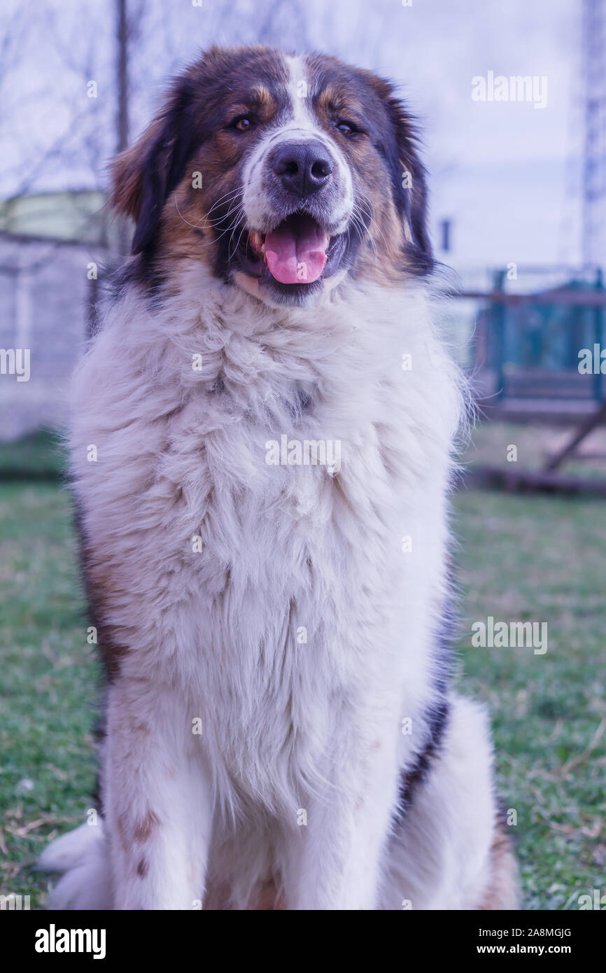 Gardien de bétail, chien de Montagne Tornjak Vlasic, chien de garde des troupeaux de montagne Vlasic, Tornjak de Bosnie, LGD en Bosnie Banque D'Images Gardien de bétail, chien de Montagne Tornjak Vlasic, chien de garde des troupeaux de montagne Vlasic, Tornjak de Bosnie, LGD en Bosnie Banque D'Images