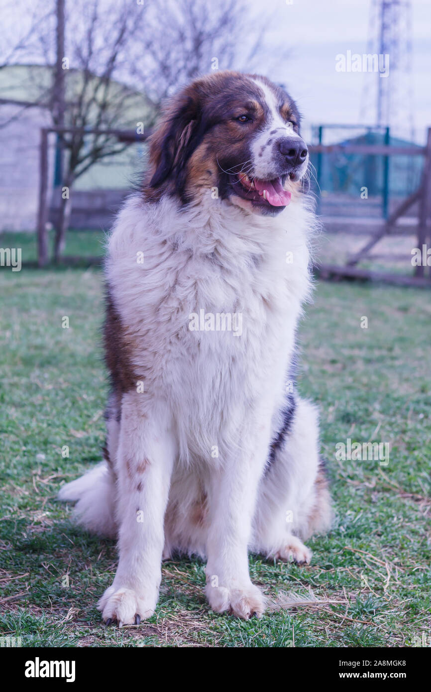 Gardien de bétail, chien de Montagne Tornjak Vlasic, chien de garde des troupeaux de montagne Vlasic, Tornjak de Bosnie, LGD en Bosnie Banque D'Images