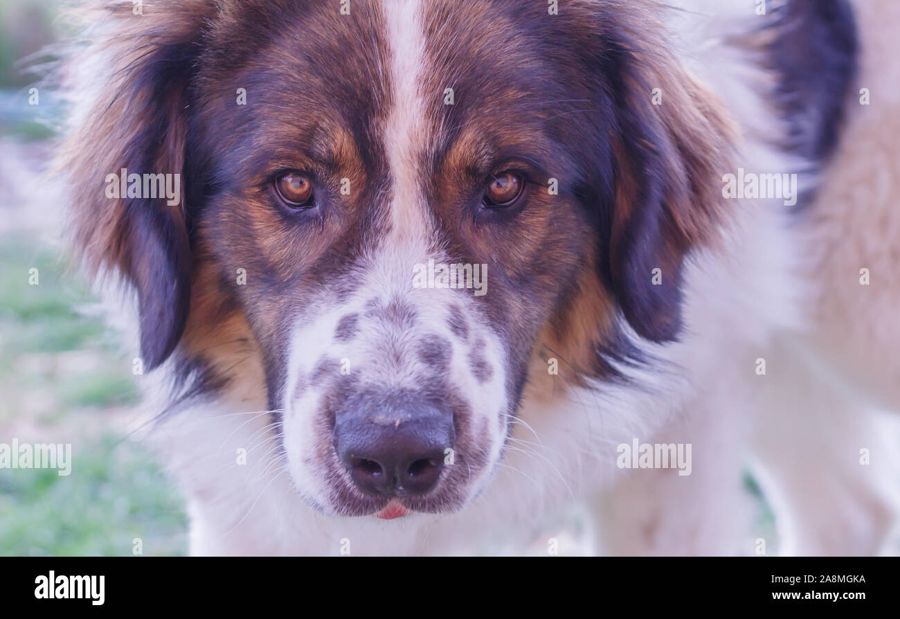 Gardien de bétail, chien de Montagne Tornjak Vlasic, chien de garde des troupeaux de montagne Vlasic, Tornjak de Bosnie, LGD en Bosnie Banque D'Images Gardien de bétail, chien de Montagne Tornjak Vlasic, chien de garde des troupeaux de montagne Vlasic, Tornjak de Bosnie, LGD en Bosnie Banque D'Images