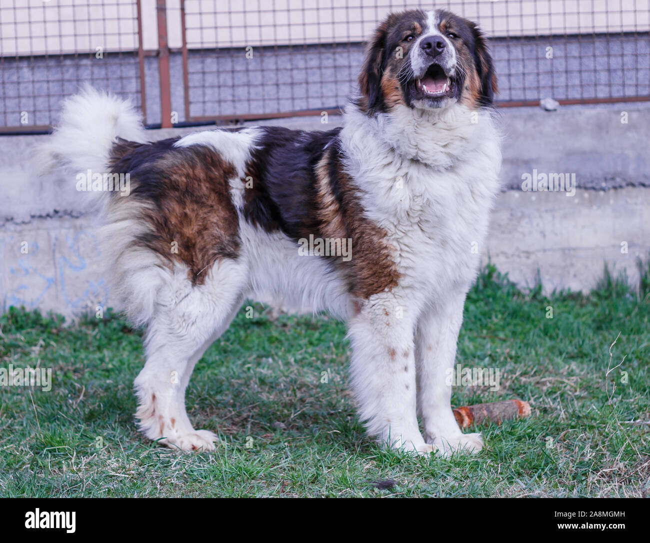 Gardien de bétail, chien de Montagne Tornjak Vlasic, chien de garde des troupeaux de montagne Vlasic, Tornjak de Bosnie, LGD en Bosnie Banque D'Images