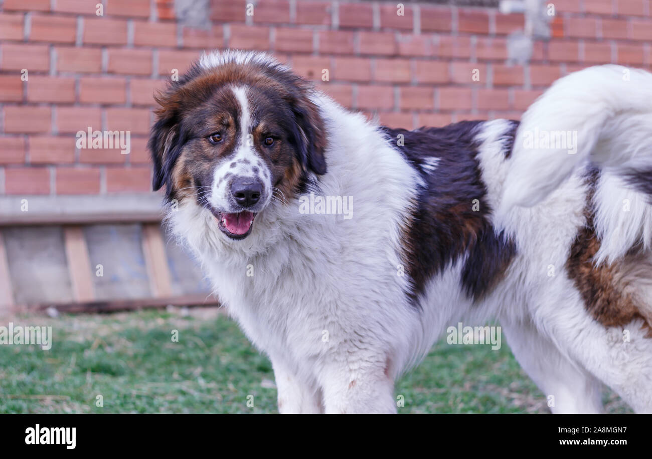 Gardien de bétail, chien de Montagne Tornjak Vlasic, chien de garde des troupeaux de montagne Vlasic, Tornjak de Bosnie, LGD en Bosnie Banque D'Images Gardien de bétail, chien de Montagne Tornjak Vlasic, chien de garde des troupeaux de montagne Vlasic, Tornjak de Bosnie, LGD en Bosnie Banque D'Images