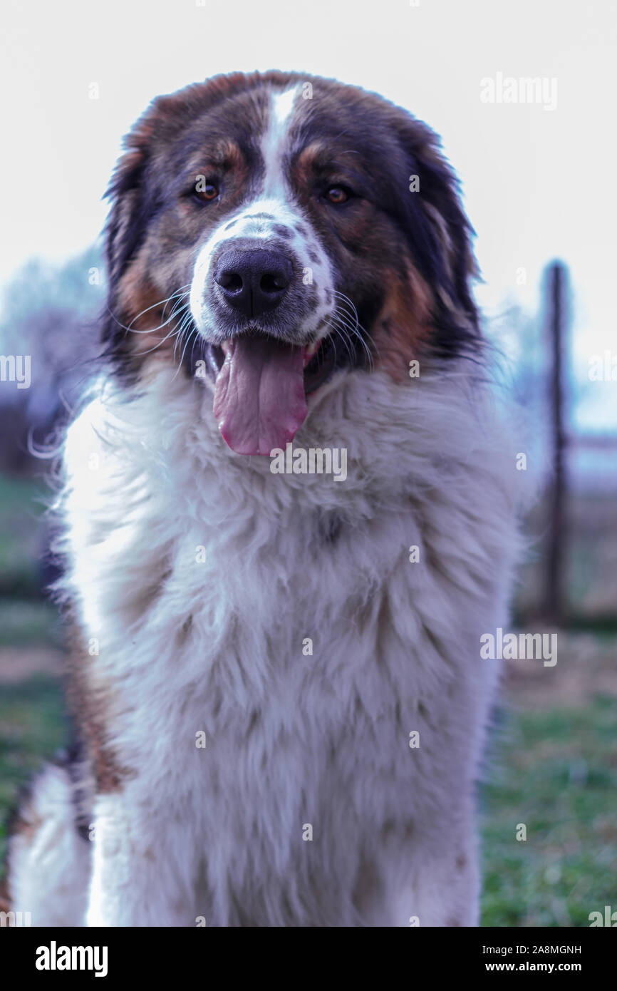 Gardien de bétail, chien de Montagne Tornjak Vlasic, chien de garde des troupeaux de montagne Vlasic, Tornjak de Bosnie, LGD en Bosnie Banque D'Images Gardien de bétail, chien de Montagne Tornjak Vlasic, chien de garde des troupeaux de montagne Vlasic, Tornjak de Bosnie, LGD en Bosnie Banque D'Images