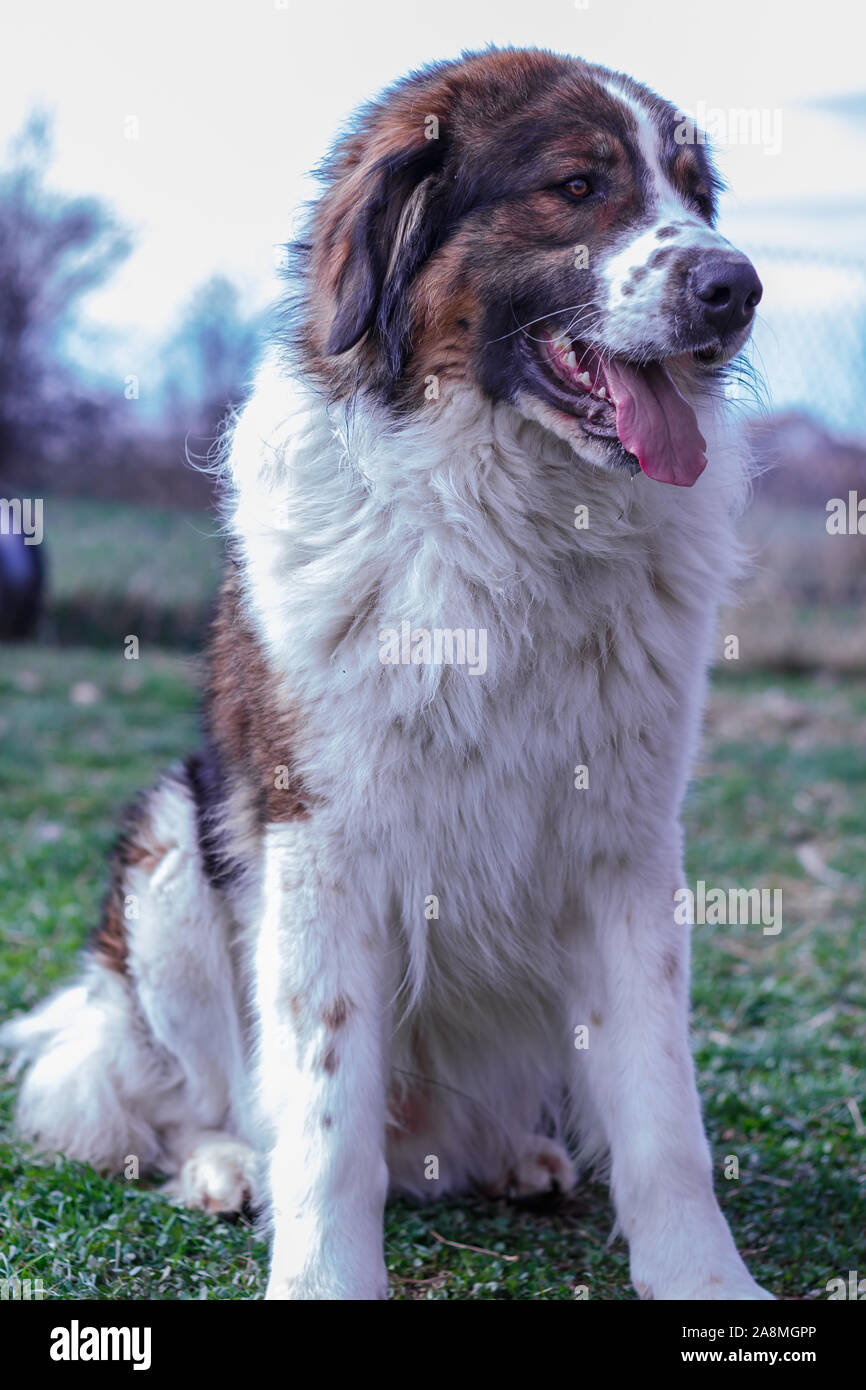 Gardien de bétail, chien de Montagne Tornjak Vlasic, chien de garde des troupeaux de montagne Vlasic, Tornjak de Bosnie, LGD en Bosnie Banque D'Images Gardien de bétail, chien de Montagne Tornjak Vlasic, chien de garde des troupeaux de montagne Vlasic, Tornjak de Bosnie, LGD en Bosnie Banque D'Images