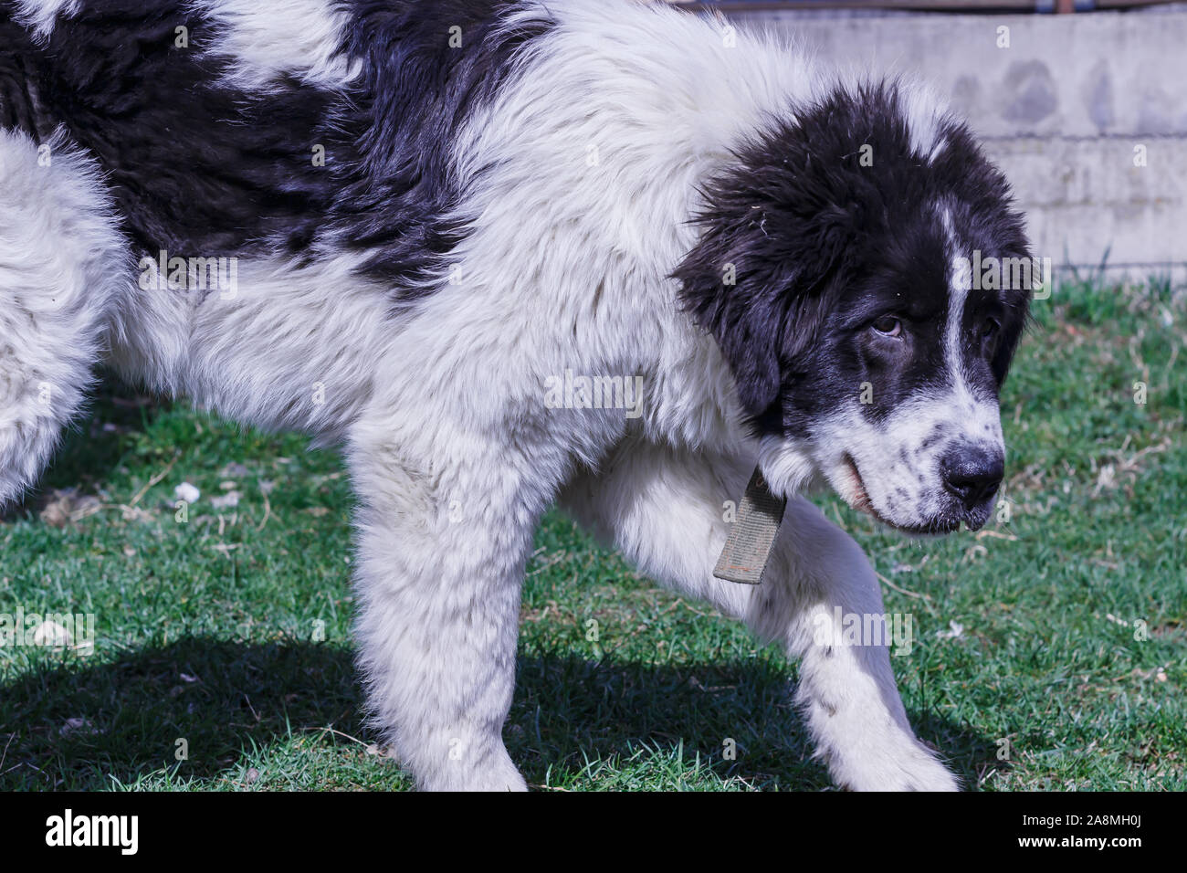 Gardien de bétail, chien Ciobanesc Romanesc de Bucovine, l'élevage de chiens de berger, la Roumanie de la Bucovine, LGD à Janja Bosnie Banque D'Images