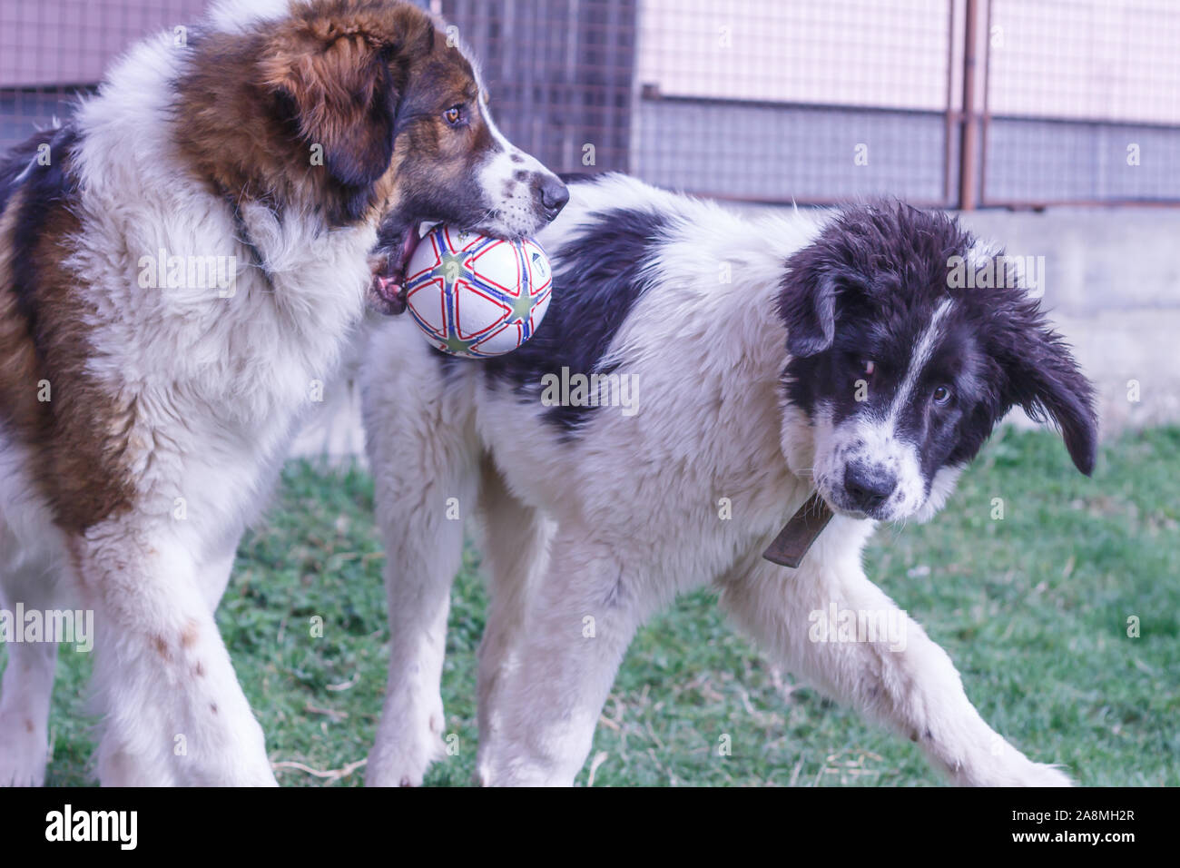 Gardien de bétail, chien de Montagne et Tornjak Vlasic Ciobanesc Romanesc de Bucovine, chien de troupeaux, chien de berger, LGD à jouer à Janja Bosnie Banque D'Images Gardien de bétail, chien de Montagne et Tornjak Vlasic Ciobanesc Romanesc de Bucovine, chien de troupeaux, chien de berger, LGD à jouer à Janja Bosnie Banque D'Images