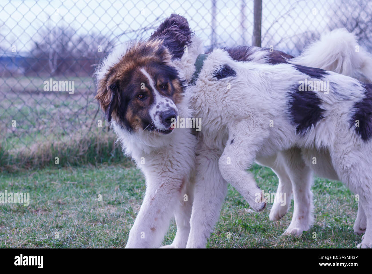 Gardien de bétail, chien de Montagne et Tornjak Vlasic Ciobanesc Romanesc de Bucovine, chien de troupeaux, chien de berger, LGD à jouer à Janja Bosnie Banque D'Images Gardien de bétail, chien de Montagne et Tornjak Vlasic Ciobanesc Romanesc de Bucovine, chien de troupeaux, chien de berger, LGD à jouer à Janja Bosnie Banque D'Images
