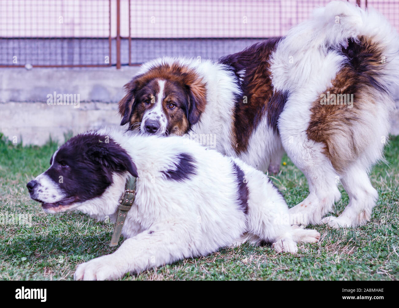 Gardien de bétail, chien de Montagne et Tornjak Vlasic Ciobanesc Romanesc de Bucovine, chien de troupeaux, chien de berger, LGD à jouer à Janja Bosnie Banque D'Images Gardien de bétail, chien de Montagne et Tornjak Vlasic Ciobanesc Romanesc de Bucovine, chien de troupeaux, chien de berger, LGD à jouer à Janja Bosnie Banque D'Images