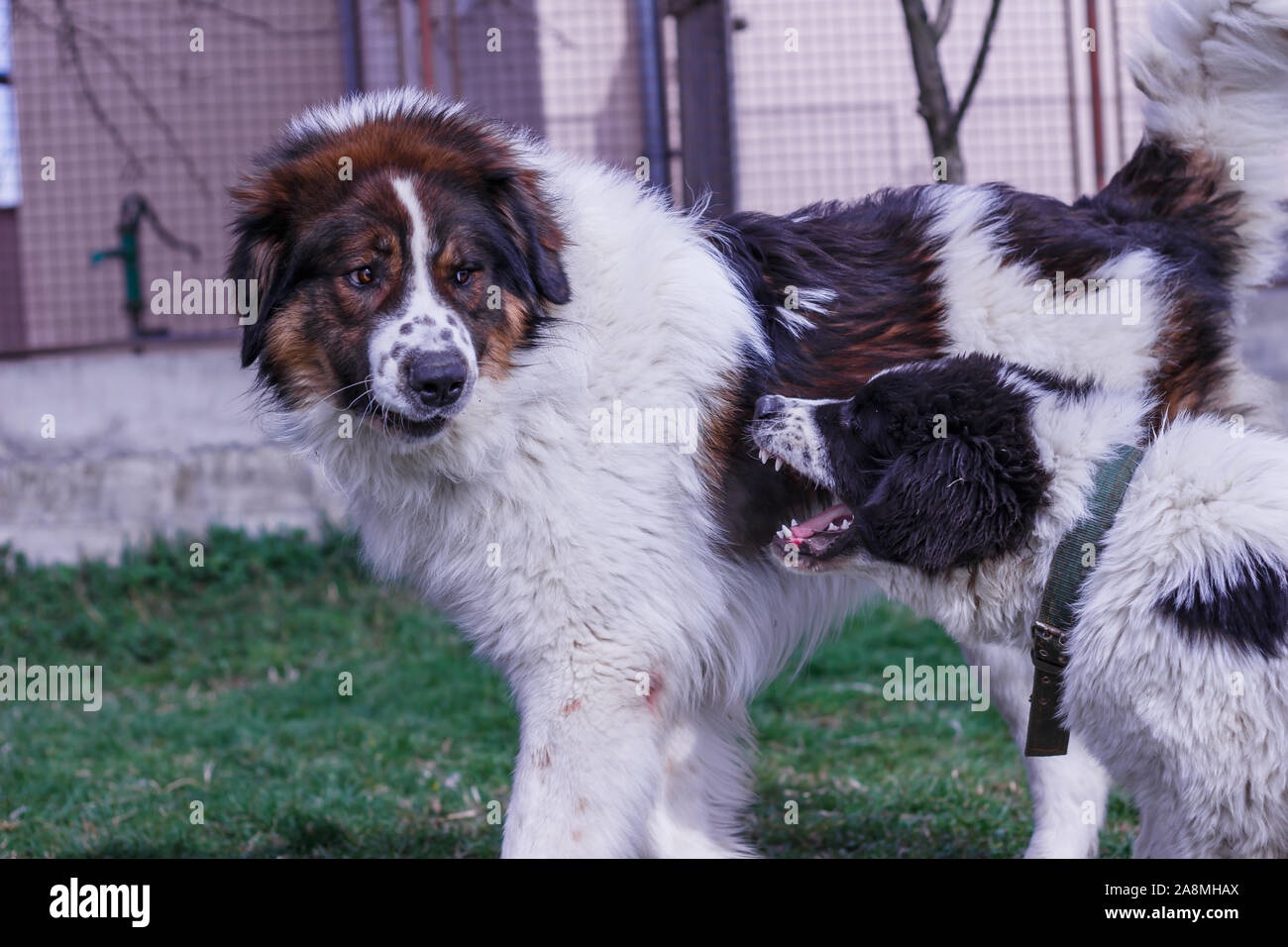 Gardien de bétail, chien de Montagne et Tornjak Vlasic Ciobanesc Romanesc de Bucovine, chien de troupeaux, chien de berger, LGD à jouer à Janja Bosnie Banque D'Images Gardien de bétail, chien de Montagne et Tornjak Vlasic Ciobanesc Romanesc de Bucovine, chien de troupeaux, chien de berger, LGD à jouer à Janja Bosnie Banque D'Images