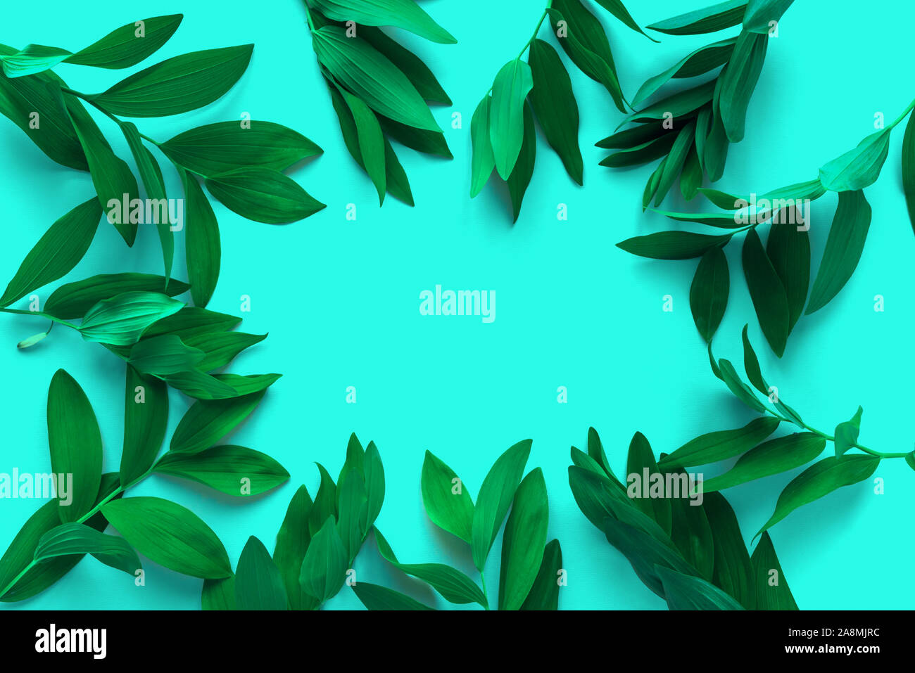 Mise en page créative de feuilles vertes, plantes sauvages exotiques sur turquoise très tendance, vue du dessus, copiez l'espace. L'été, le printemps ou l'écologie concept. Banque D'Images