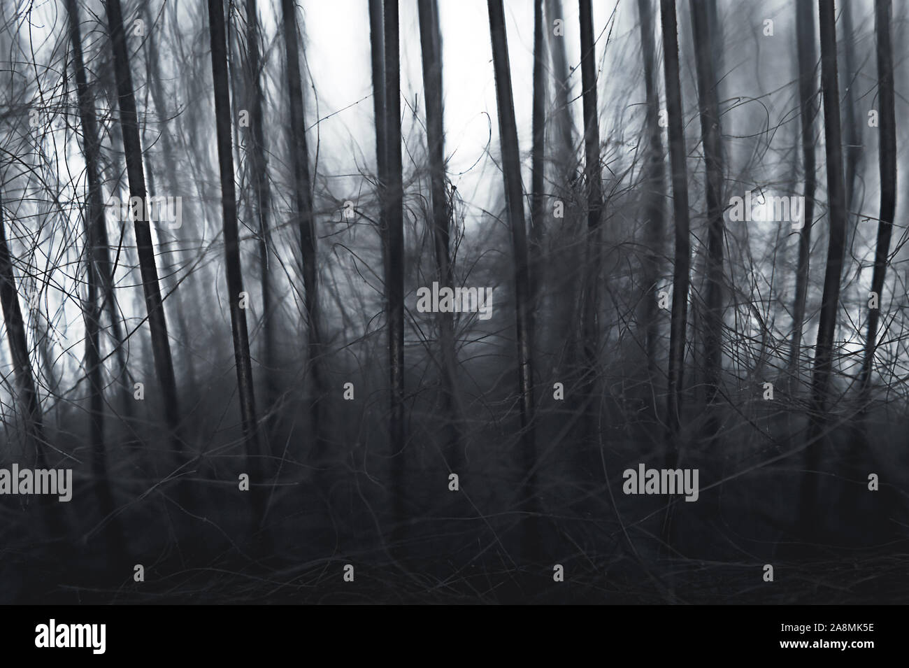 Libre d'aiguilles en acier brosse polissoir doux et les poils d'animaux recueillis lors du toilettage Session. Allégorie de la forêt sombre effrayant. Banque D'Images